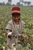 Manjit picking cotton in the fields