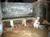 Renovation in progress: New kitchen
